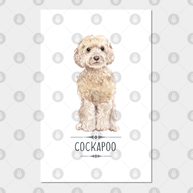 cockapoo prints and posters