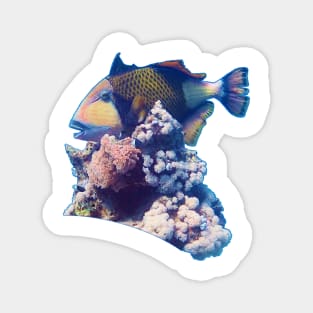 Triggerfish On A Coral | Red Sea Dive | Portrait Format | Magnet