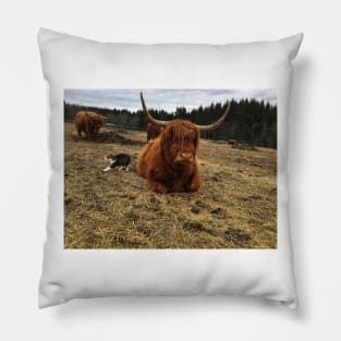 Scottish Highland Cattle Cow and cat 2365 Pillow