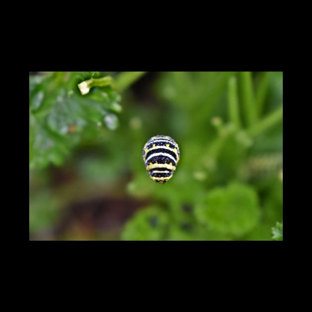 Swallowtail Caterpillar by A Thousand Words Photography