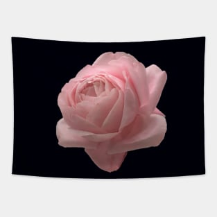 Big Pink Rose Close-up Tapestry