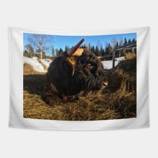 Scottish Highland Cattle Bull 1934 Tapestry