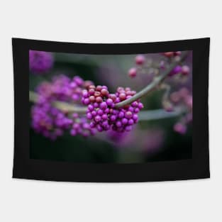 Callicarpa bodinieri Tapestry