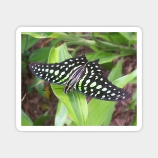 A Beautiful Patterned Butterfly Magnet