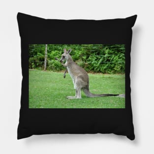 Australie - Newcastle, Kangourou Pillow