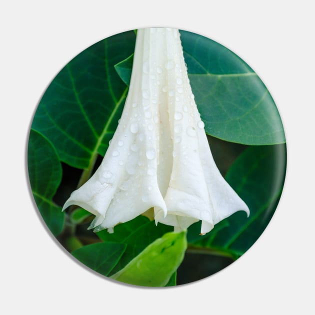 Shy Datura Flower Photograph. Pin by love-fi