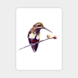 Elegant Hummingbird Magnet