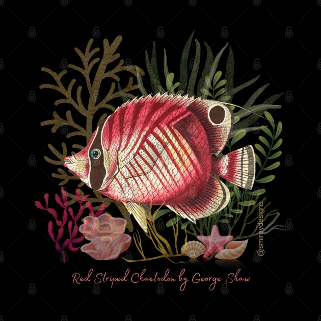Red Striped Chaetodon by George Shaw by smireydesigns