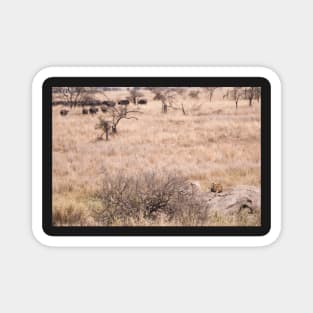 Serengeti Lion #5 - watching, waiting Magnet