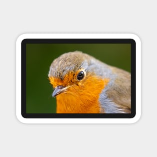 Robin Redbreast Magnet