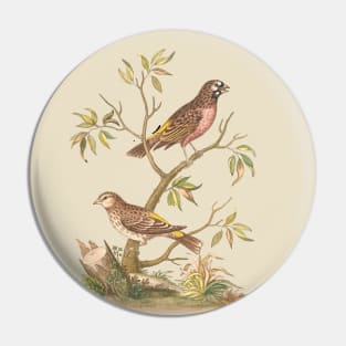 Finch Bird Nature Illustration Pin