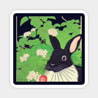 The Japanese American Sable Rabbit Stares Magnet