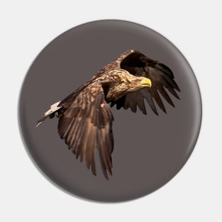 White tailed Eagle Pin