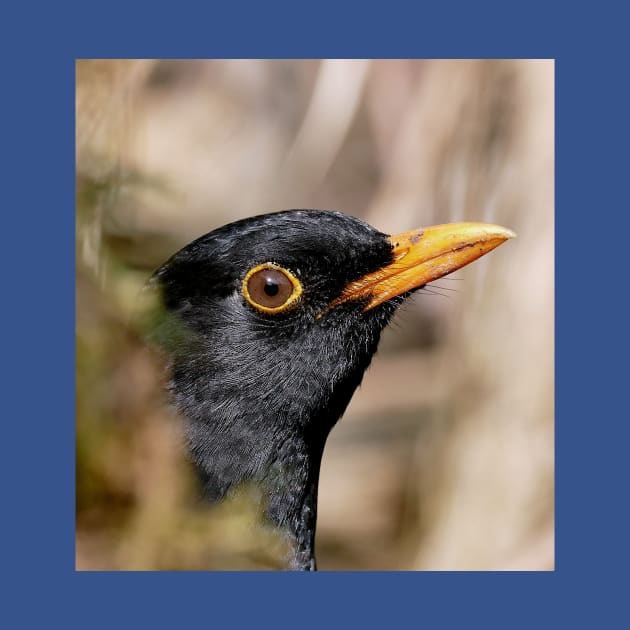 r700/  an Attentive Blackbird - Merle Attentif ! " Les Oiseaux du jardin " simply life " to Okaio Créations - Olavia-Olao by caillaudolivier