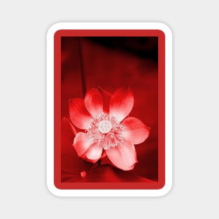 Red Lotus Magnet