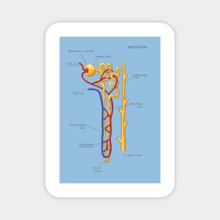 Nephron Of The Kidney, Illustration Magnet