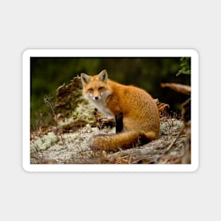 Red Fox Magnet