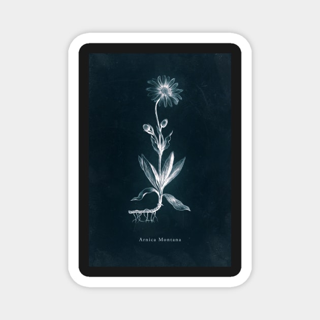 Cyanotype - Arnica Montana Magnet by PixelHunter