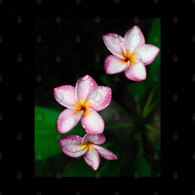 plumeria-flowers-frangipani-floral-white-pink-blossoms-shirtyshirto-34 by Shirty.Shirto