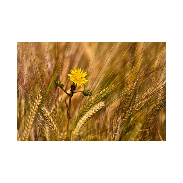 Dandelion and Barley by Violaman