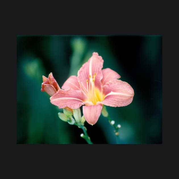 Daylily (Hemerocallis) by acespace