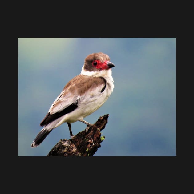 Exotic White Bird in Central America Photography by julyperson