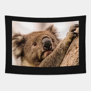 Koala 3 Tapestry
