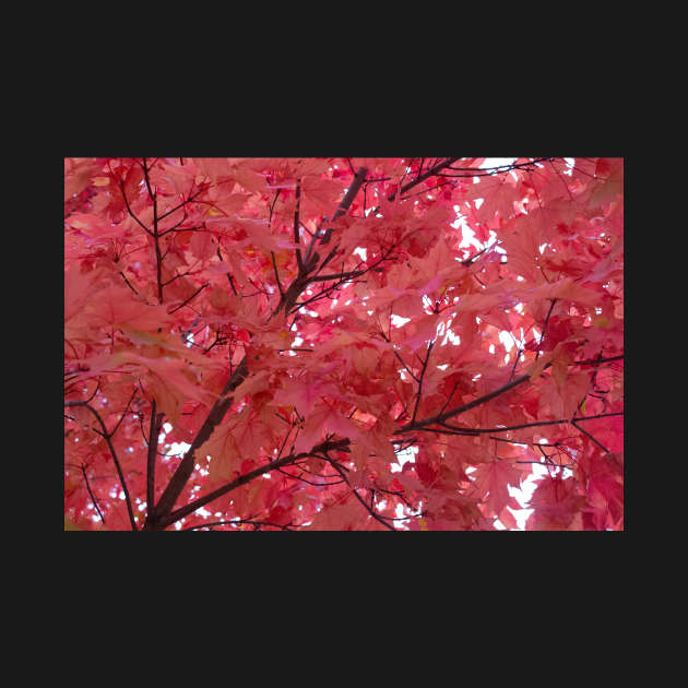 Pink leaves in fall thanksgiving by Beccasab photo & design