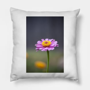 Zinnia III Pillow