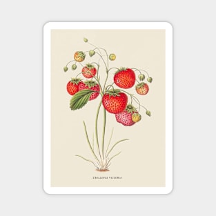 Strawberry Antique Botanical Illustration Magnet