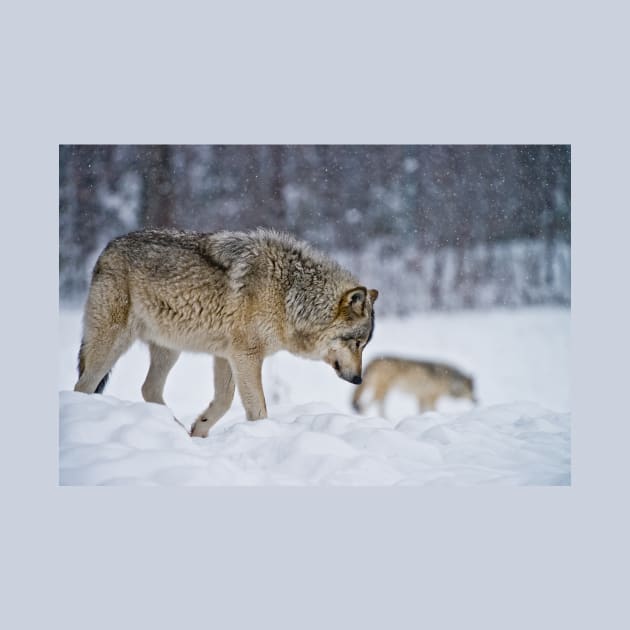Timber Wolves by jaydee1400