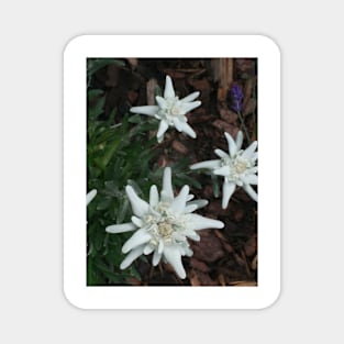 Edelweiss Magnet