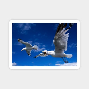 Conversations a with Seagull Magnet