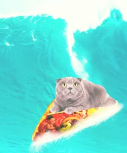 Kitty Cat Surfing Taco Magnet