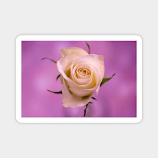 Single White Rose Magnet