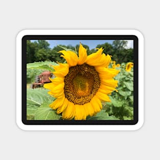 Sunflower Magnet