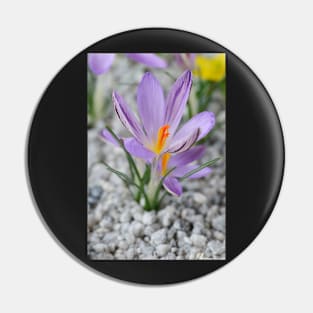 Crocus corsicus  AGM	  Corsican crocus Pin