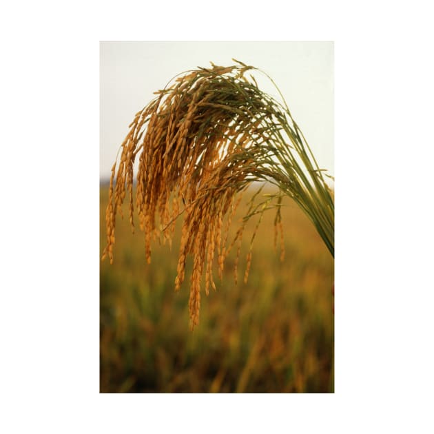 Long Grain Rice by Bravuramedia