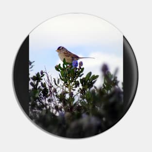 White crowned sparrow in a blue blossom Ceanothus Thyrsiflorus bush 2 Pin