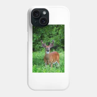 Spring Buck - White-tailed deer Phone Case