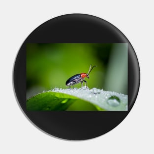 Unique and organic photo of a leaf beetle crossing a slippery dew covered leaf Pin