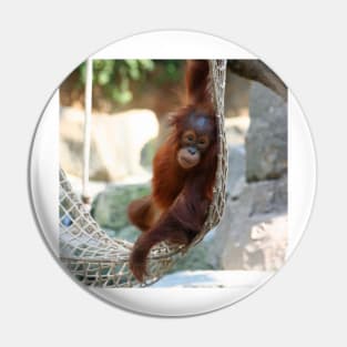 OrangUtan20150905 Pin