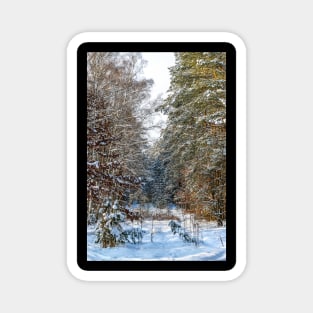 Winter landscape with snow-covered spruce forest. Magnet