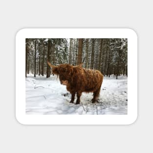 Scottish Highland Cattle Cow 1677 Magnet