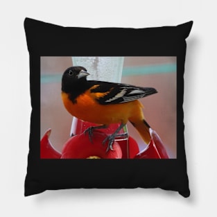 Beautiful Baltimore Oriole Pillow