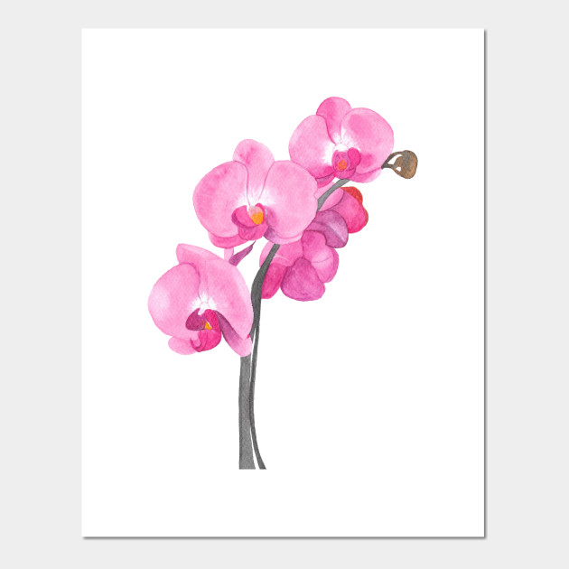 Watercolor Orchid Orchid Painting Posters And Art Prints Teepublic
