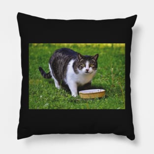 Cute Cat Pillow