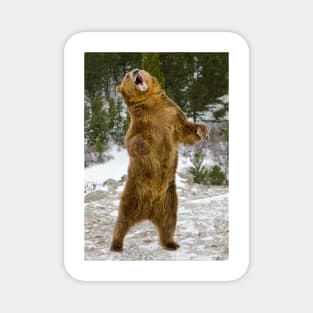 Grizzly Standing Magnet