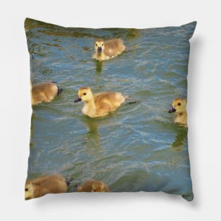 Young Canada Goose Goslings Swimming Together Pillow