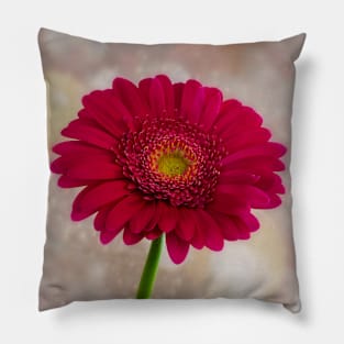 Single Hot Pink Gerbera Pillow